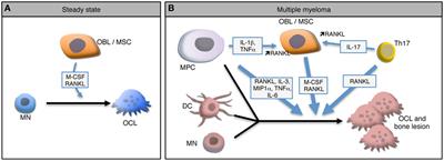 Frontiers | Emerging Roles Of Osteoclasts In The Modulation Of Bone ...